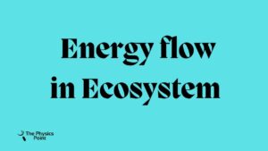 Energy Flow in Ecosystem