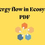Energy Flow in Ecosystem pdf